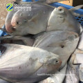 China Factory Cheap Price Frozen White Pomfret Fish Size 50-70g